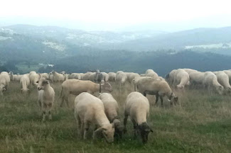 owce pasące się na hali w górach